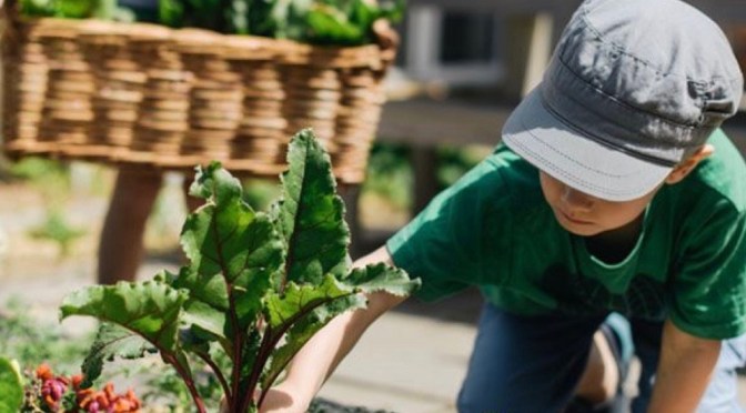 Trại hè tiếng Anh “Bảo Lộc English Farm 2020”: Tiếng Anh – Du lịch – Nông trại